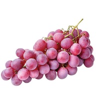 Winorośl – Winogrono LIDIA, różowe, soczyste i słodkie