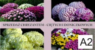 BANER PLANDEKA SPRZEDAŻ CHRYZANTEM CHRYZANTEMY 120X80 A2