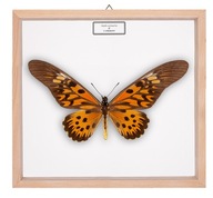 Motyl w gablotce Papilio antimachus