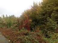 Działka, Bieruń, Bieruńsko lędziński, 22961 m²