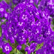 floks wiechowaty fioletowy sadzonka w pojemniku 0,8l