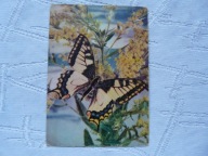 MOTYL PAŻ KRÓLOWEJ PIECZĄTKA Z ZOO WARSZAWA