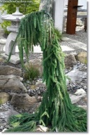 Picea abies 'Cobra' - !!!!!!!!!