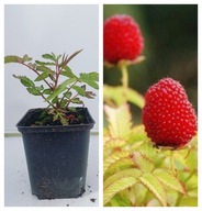 Malinotruskawka, Malina Ponętna. Sadzonka z owocami