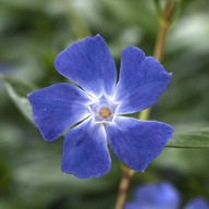 Barwinek pospolity SADZONKI 20 SZTUK ZADARNIAJĄCY ODPORNY NA SUSZE