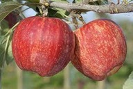 Jabłoń GALA słodkie i soczyste owoce