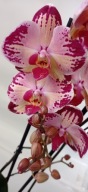 PHALENOPSIS storczyk 3 paisaje