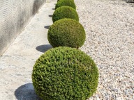 Bukszpan wieczniezielony C5 duża sadzonka