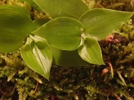 ZESTAW DLA PATYCZAKÓW STRASZYKÓW-POKARM - WYSTRÓJ TERRARIUM