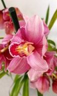 storczyk cymbidium xx