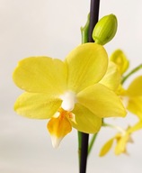 PHALENOPSIS storczyk multiflora 8