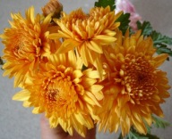 CHRYZANTEMA ZIMUJĄCA ## GAMPI POMARA, ##### ODMIANA KŁĄCZOWA