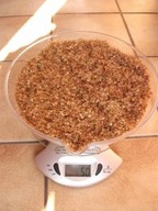 Brzoza brodawkowata NASIONA 0,5kg = 1,5mln sztuk