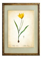 ŻÓŁTY TULIPAN, obraz vintage, botanika, KWIATY, rośliny cebulowe, WIOSNA