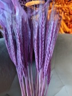 Żyto fiolet naturalne suszone zboże susz kwiaty kompozycje fioletowy