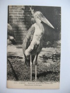 MARABUT ZOO PARYŻ przedwojenna POCZTÓWKA