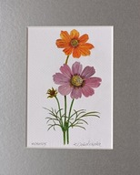 kosmos botanika kwiaty martwa natura akwarela na papierze