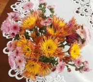 CHRYZANTEMA ZIMUJĄCA ### ALEX POMARAŃNCZOWY #### róża