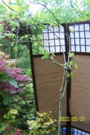 Klon tatarski szczepiony ramienny okaz 11 letni inny