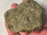 Skamieniałe koralowce algi glony agaty muszlowe