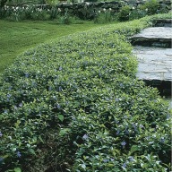 BARWINEK OGRODOWY 30 SADZONEK MIODODAJNY ZADARNIAJĄCY NA SKARPY 20 CM