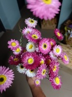 Suszony Suchlin - Suchołuska - (Acroclinium) - Różowe susz naturalny polski