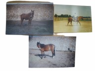 Konie i jeźdźcy na wybiegu 3 zdjęcia