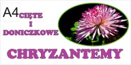 BANER PLANDEKA SPRZEDAŻ CHRYZANTEM CHRYZANTEMY 120X80 A4