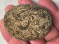 Skamieniałe koralowce algi glony agaty muszlowe