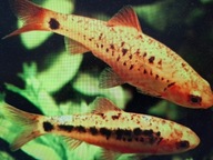 Brzanka brokatowa ( Barbus schuberti)