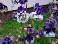 Orlik pełny fioletowy biały sadzonka orliki piękny kwiat długo kwitnie p9