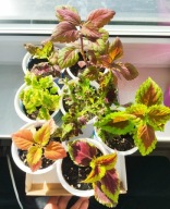 Koleusy 7 szt - roślinki dobrze ukorzenione - zestaw nr 3