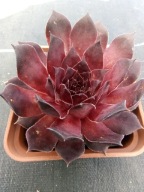 Rojnik 139 Pac. PURPLE SHADOW ciemna purpura