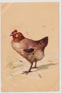 Kura kury drób ok.1903r. LITOGRAFIA Tłoczona