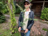 Klon palmowy (acer palmatum) 70-90cm