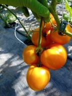 Pomidor Bull Heart Gold żółte bawole serce serce nasiona kolekcjonerskie