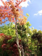 Klon czerwony szczepiony palmowy warkoczowy ML okaz 12 letni japoński inny