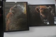 Żubr w Bieszczadach / album fotograficzny /Bieszczady Karpaty pejzaż / NOWA