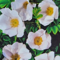 RÓŻA RUGOSA ALBA BIAŁA pomarszczona 30 CM sadzonka w pojemniku na zywoplot