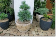 Pinus strobus 'Connecticut Slate' ... Karzeł !!!
