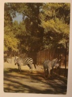 WARSZAWA. ZOO Miejski Ogród zoologiczny. Zebry Granta. Equus quagga granti