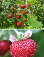 Poziomka Fragaria vesca LTD MIGNONETTE