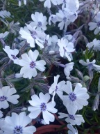 Floks szydlasty biały Bavaria z fioletowym oczkiem