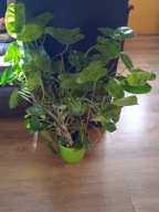 Philodendron burle marx-duża roślina