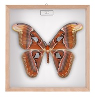 Motyl w gablotce Attacus atlas - samica 3