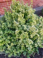 Trzmielina żółta 5- 10 cm Emerald Gold sadzonki dobrze ukorzenione