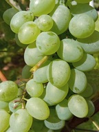 WINOROŚL Sadzonki winogron-A-1004- bezpestkowy jeden z najlepszych