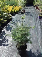 Jodła Kaukaska Koreańska Kalifornijska Modrzew