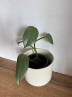 Philodendron 'Silver Queen' P10 ~15 cm r.M