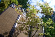 Klon palmowy szczepiony mini krzewiasty Haiki inny